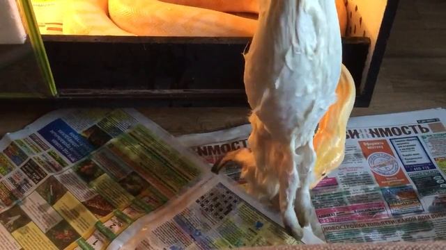 Тигровый питон берет кролика смотреть онлайн