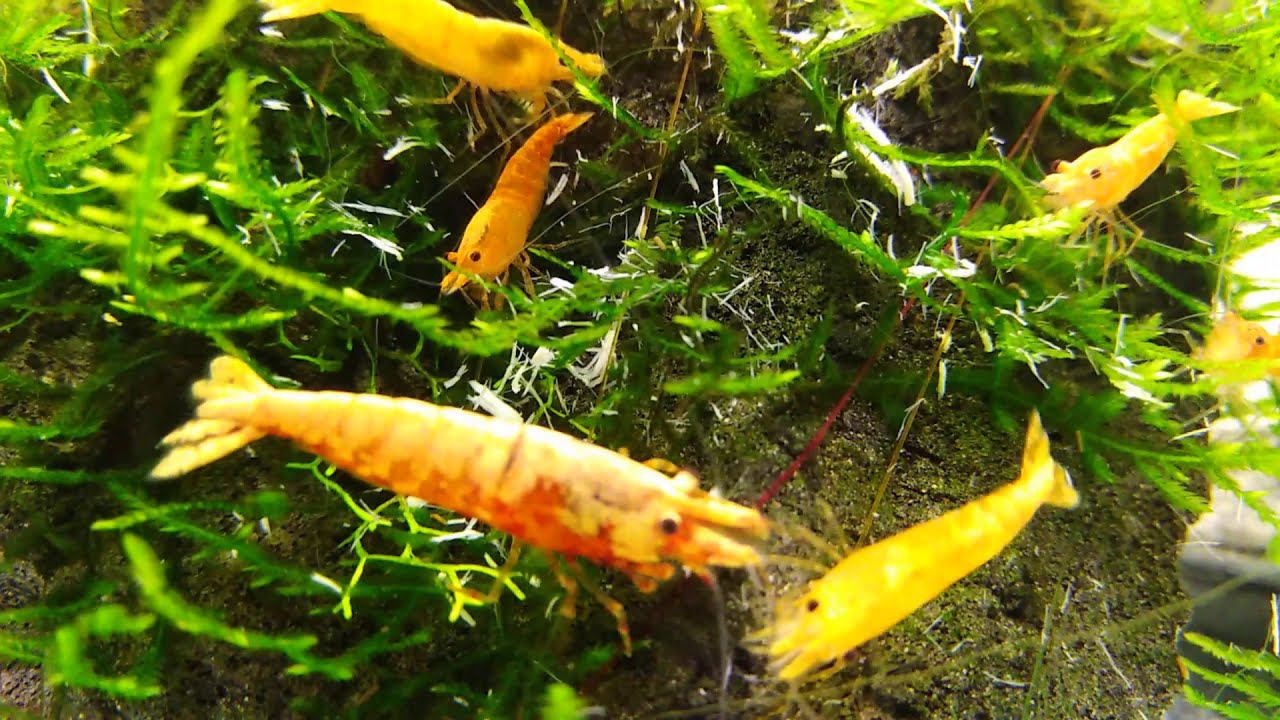 аквариумные креветки оранжевые смотреть онлайн