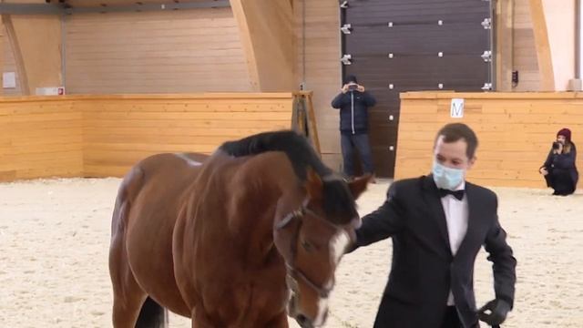 В Нурлате состоялся первый в республике открытый аукцион по продаже племенных лошадей смотреть онлайн