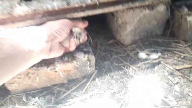 Польские Рыси и их потомство. смотреть онлайн