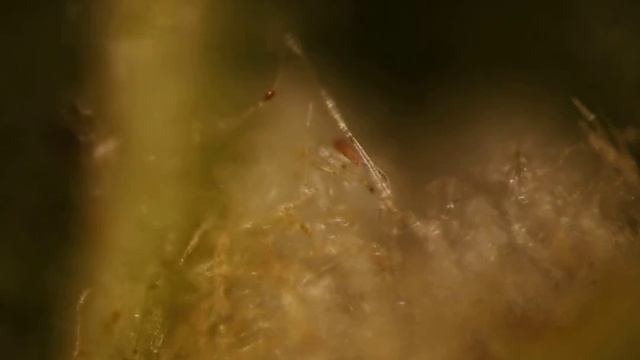 Eriophyidae on Alnus glutinosa смотреть онлайн