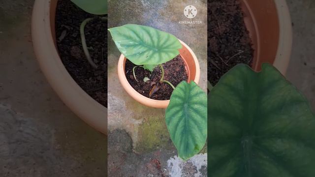 Alocasia Green Shield смотреть онлайн