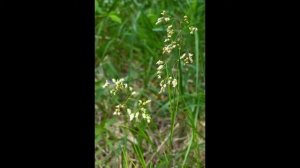 Зубровка душистая   hierochloe odorata