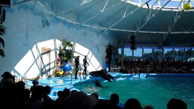 Дельфинарий в Минском зоопарке 2. смотреть онлайн