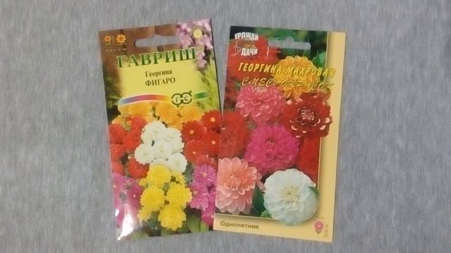 Эти миниатюрные георгины - не оставят вас равнодушными!!! смотреть онлайн