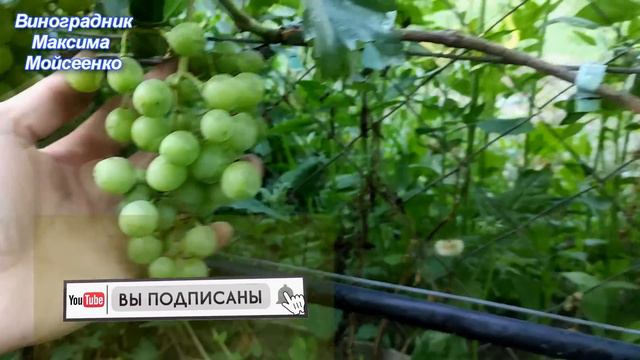 Ультро ранние г.ф. Начало окрашивания, краткий обзор. смотреть онлайн