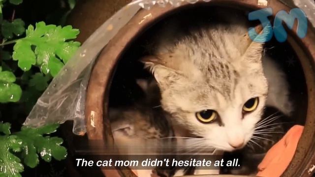 It's heavily raining, and a stray cat gave birth outside. смотреть онлайн