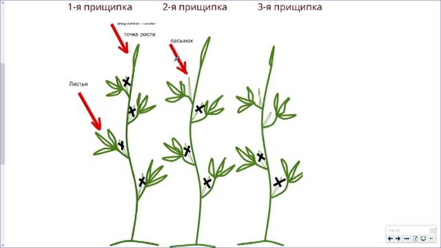 13_Физиология растений