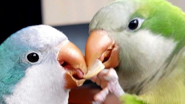 ПТИЦА СЧАСТЬЯ! УЧИМ ПОПУГАЯ ПЕТЬ ПЕСЕНКУ. УРОК ДЛЯ ПОПУГАЯ. смотреть онлайн