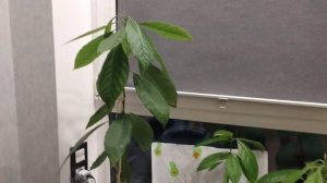 что делать если у авокадо почернели листья