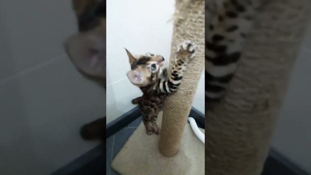 Продажа бенгальских котят,по всем вопросам звоните 80259699041,80445499690