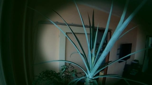 Jak pěstovat ananas (How to grow a pineapple) смотреть онлайн