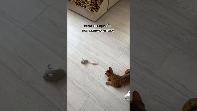 #cat #horts #абиссинская_кошка #бенгальскаякошка #кот #котики #животные #коты #кошка смотреть онлайн