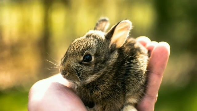 Эви про зайчика