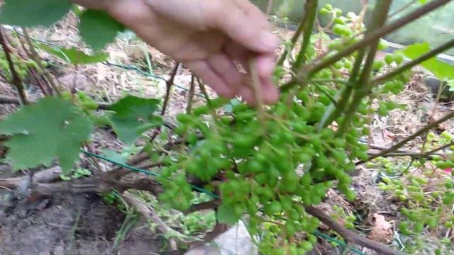 Виноград на северо-западе смотреть онлайн