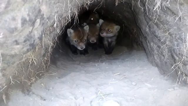 Охота на лису. Лисята в норе. Нападение лисы на человека. Как себе ведут лисята смотреть онлайн