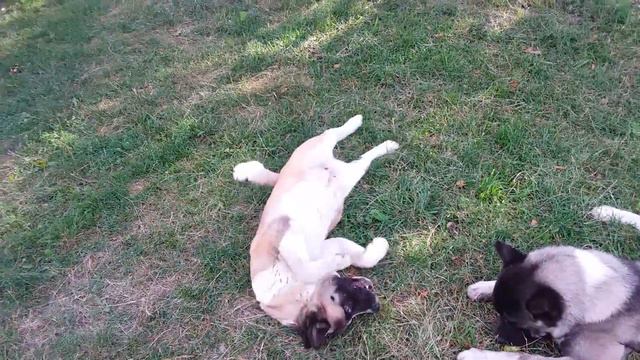 Американская Акита Етан - бодрое утро! ( kennel Zov Serdtsa) смотреть онлайн