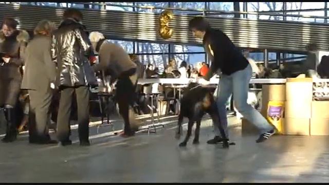 DogStatus.ru: Снежное Дог Шоу на ВВЦ, доберманы смотреть онлайн
