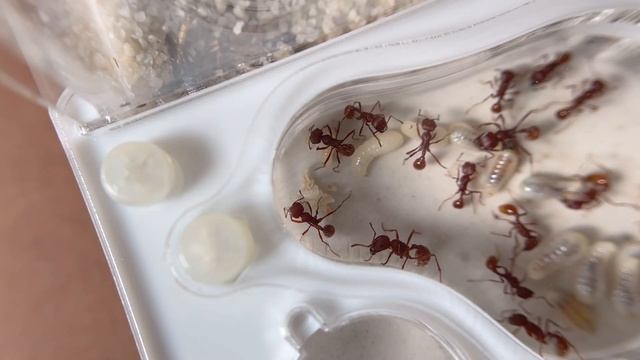 КАК РАЗВИВАЮТСЯ ФЛОРИДСКИЕ МУРАВЬИ-ЖНЕЦЫ? | Florida harvester ant | Pogonomyrmex badius смотреть онлайн