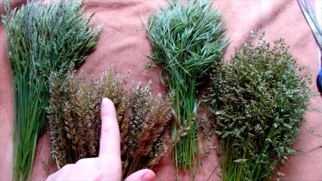 Колоски. Букетик из колосков. Зелень для попугая.Травка. смотреть онлайн