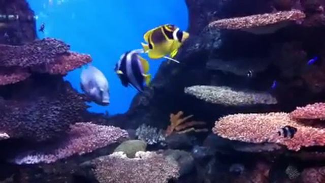 Карибские рыбы смотреть онлайн