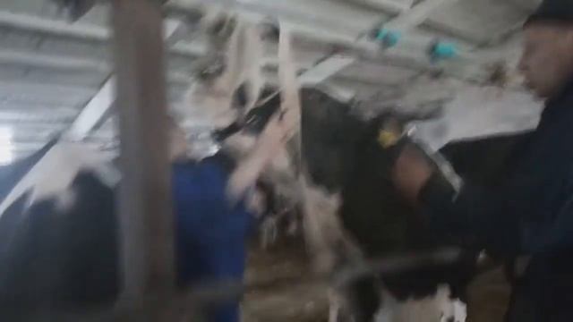 Магнитный зонд ставимо корові смотреть онлайн