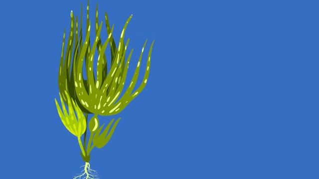 What Is Algae? | What are the uses of algae? | Learn about the different types of algae for kids смотреть онлайн