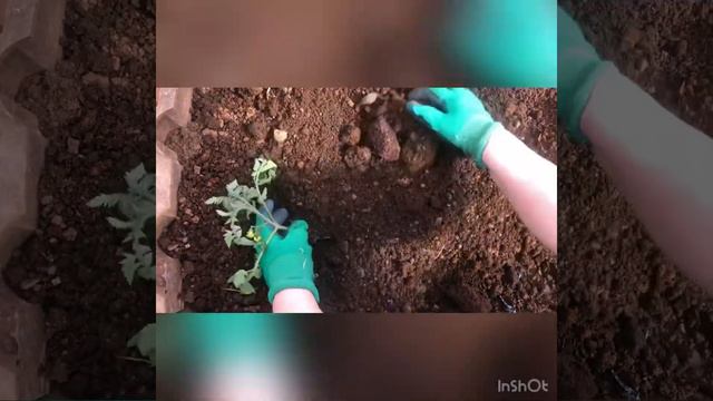 Только так нужно высаживать томаты в Предуралье смотреть онлайн