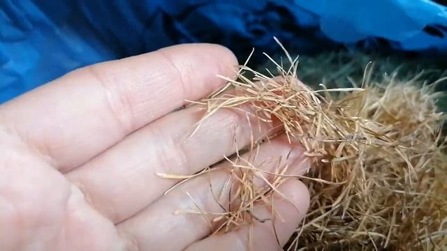 Собрала иголки лиственницы. смотреть онлайн