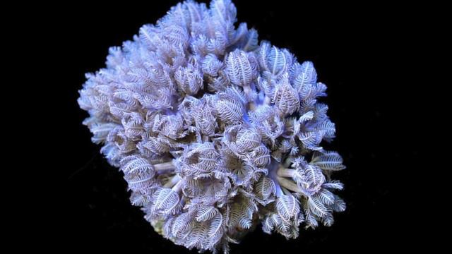 Top 10 Easy To Keep Corals смотреть онлайн
