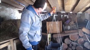 Зоркий Глаз отец семейства! Вес кролика породы Бельгийский великан/ Фландр/ в 1 год!