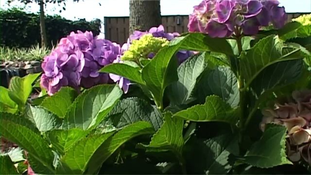 Forever & Ever Hortensia (NL)