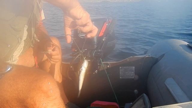 Рыбалка - луфарь и ядовитый черноморский дракон. Судак Крым