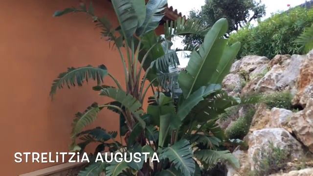 Strelitzia augusta. Garden Center online Costa Brava - Girona. смотреть онлайн
