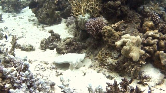 Last Winter at Fanadir/Red Sea, Egypt: with THE DEE'S смотреть онлайн