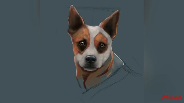 Процесс рисования Австралийской пастушьей собаки в Procreate. смотреть онлайн