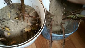 Как хранить  клубни георгин зимой в квартире.