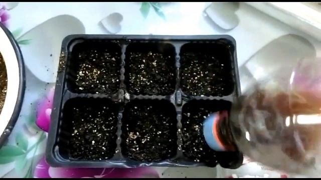 Изысканная и нежная годеция! Выращиваем рассаду.. смотреть онлайн