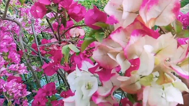 Chitra full bloom!! madali lang gawin. смотреть онлайн