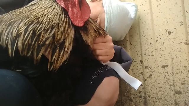 Петух громко кукарекает что делать смотреть онлайн
