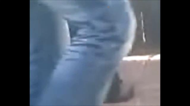 забавные животные - funny animals смотреть онлайн