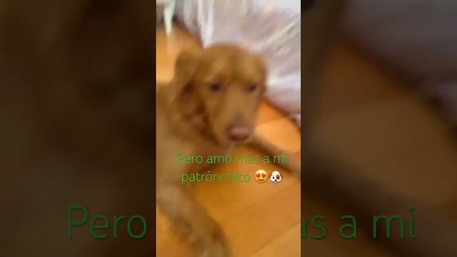 Y tu a quien amas de los 2?🐶 смотреть онлайн