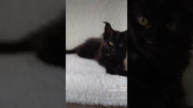 Котёнок Мейн кун, девочка 2,5 месяца смотреть онлайн