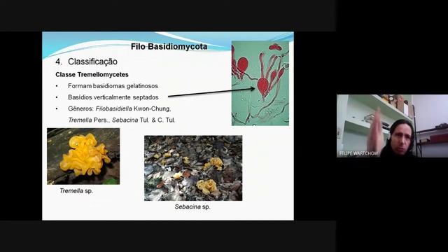 Noções De Classificação De Basidiomycota