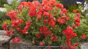 Душистый горошек многолетний — выращивание из семян