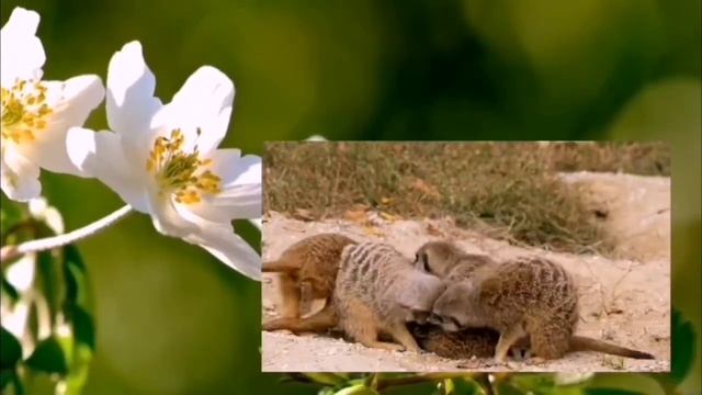 Мама смотреть онлайн