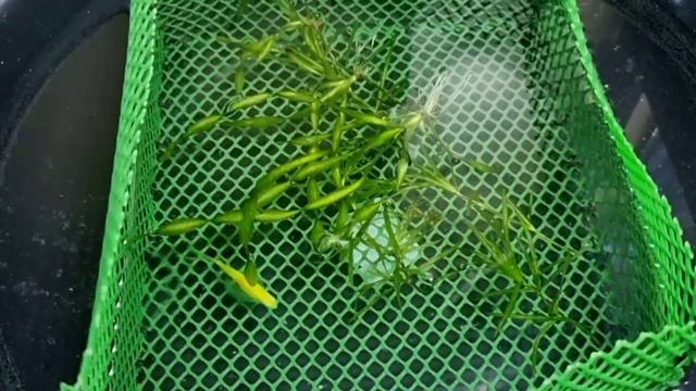 Budidaya Ikan Glofish | How To Breed Glofish Danio