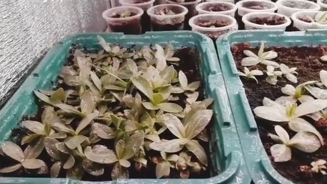 ЭУСТОМА мини КОМНАТНАЯ?посеяна в сентябре. Обзор рассады смотреть онлайн