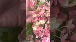 Гортензия метельчатая Endless Summer blooshing Bride  от ПИТОМНИК-ГОРТЕНЗИЙ.РФ ☎️8-926-645-46-99