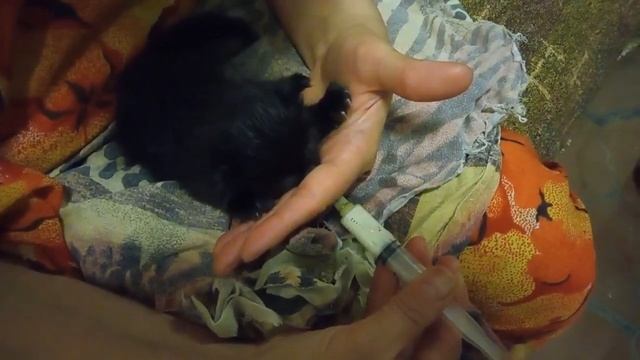 как покормить котёнка - 2 смотреть онлайн